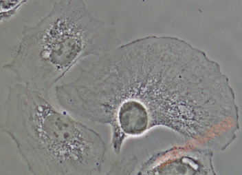 使用CFI S Plan Fluor ELWD ADM 40XC物镜捕获的BSC-1细胞